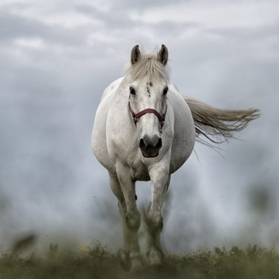 white-horse-1136093